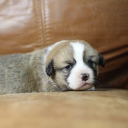 Pembroke Welsh Corgi Puppies from Ayers Acres Corgis