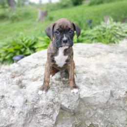 Max - Brindle male Boxer puppy in Cannon Falls, Minnesota from Pattys Boxers and Bulldogs