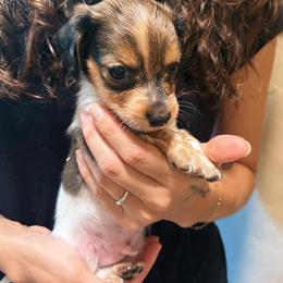 August - Piebald male Dachshund puppy in Mountain Home, Arkansas from The Teacup Homestead Miniature Dachshunds