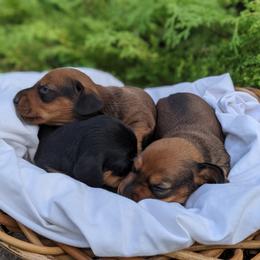 Dachshund Puppies from Iowa Dachshunds