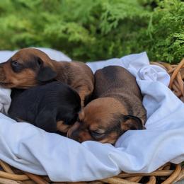 Dachshund Puppies from Iowa Dachshunds