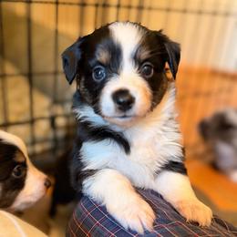 Lilly - Black tri female Miniature Australian Shepherd puppy in Harpers Ferry, West Virginia from Carter's Cuties