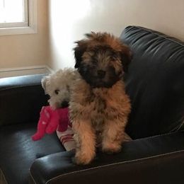 Soft Coated Wheaten Terrier Puppies from Wagging Wheatens