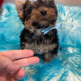 Daiquiri - Black and tan male Yorkshire Terrier puppy in Belpre, Ohio from Blackwoods Yorkies