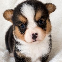 Brooks - Black and tan male Pembroke Welsh Corgi puppy in Beggs, Oklahoma from Blue Diamond Corgi’s