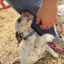 Lupine(LUA) - White and liver brown male Dalmatian puppy in Wilson, North Carolina from New Horizonz Dalmatians