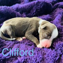 Clifford - Black tri-color male Australian Shepherd puppy in Charlotte, North Carolina from Awesome Aussies