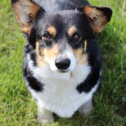 Harley - Pembroke Welsh Corgi