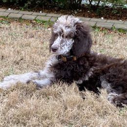 Goldendoodles and Poodles from Bama Bred Doodles