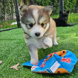 Maple - Tri-color female Pomsky puppy in Southern California, California from SoCal Pomskies LLC