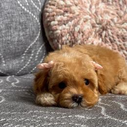 Fluffy - Red female Maltipoo puppy in Bakersfield, California from Silvia's Maltipoos