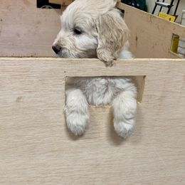 Goldendoodle Puppies from Doodlebloom Farm