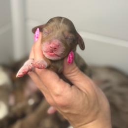 Grumpy AKC - Dapple male Dachshund puppy in Oklahoma City, Oklahoma from Barrett’s Doxie Farm