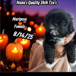 Mariposa - Black and white female Shih Tzu puppy in Sacramento, California from NANA’S  QUALITY SHIH TZU'S
