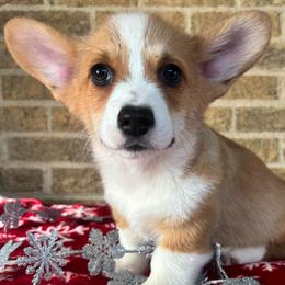 Black Male - Sable male Pembroke Welsh Corgi puppy in Mcarthur, Ohio from Bentley Corgis LLC