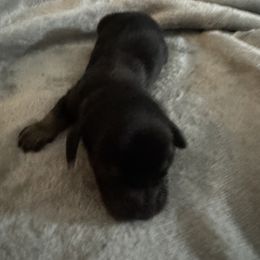 Dachshund Puppies from Dachshund Dad