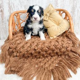 Maggie - Tri-color female Bernedoodle puppy in Otisville, Michigan from Danie’s Darling Doodles LLC
