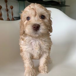 Australian Labradoodle Puppies from Chickadee Labradoodles