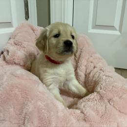 Brie - Light golden female Golden Retriever puppy in Seville, Ohio from Retriever Ranch