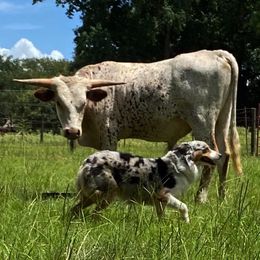 Australian Shepherds from Scratch & Dent Ranch