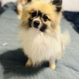 Giz - Pomeranian