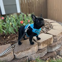 French Bulldog Puppies from Silver Maple Frenchies