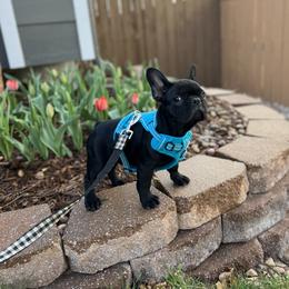 French Bulldog Puppies from Silver Maple Frenchies