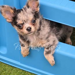 High Roller - Blue merle male Chihuahua puppy in Bowdon, Georgia from Paschal's Pups