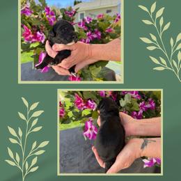 Dopey - Black male Australian Labradoodle puppy in Cashmere, Washington from Mountain Home Doodles
