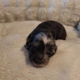 Flower - Dapple male Dachshund puppy in Hiddenite, North Carolina from Dannie's Doxies
