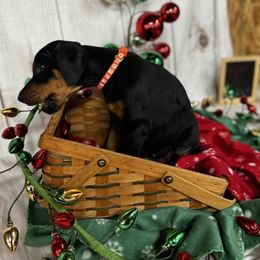 Grady - Black and rust male Doberman Pinscher puppy in Aredale, Iowa from Royal Dynasty Dobermann Kennel