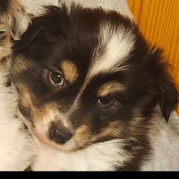 Boy 2 - Black tri male Toy Australian Shepherd puppy in Hampton, Tennessee from TC Farms Stock Dogs - Miniature Australian Shepherds
