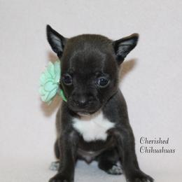 Teal - Black sabled silver female Chihuahua puppy in Willamina, Oregon from Cherished Chihuahuas