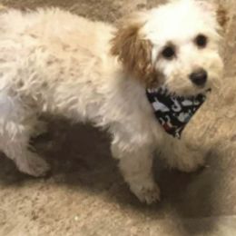 Poodles from Karen’s precious poodles and doodles