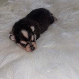 Kota - Tri-color male Pomsky puppy in Burton, Michigan from Snow Shark Pomskys