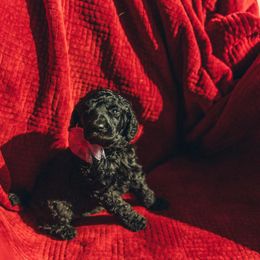 Poodle Puppies from Melia Poodles