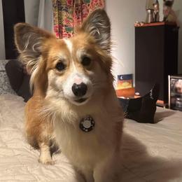Kenzie - Pembroke Welsh Corgi
