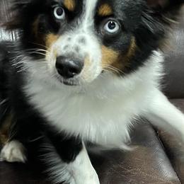 Miniature Australian Shepherds and Toy Australian Shepherds from J & J Chicot Mini/Toy Aussies