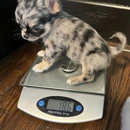 Chihuahua Puppies from So Sweet Chihuahuas