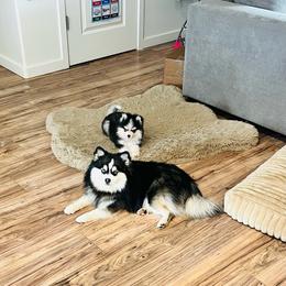 Johnny - Pomsky
