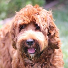 Shelby - Australian Labradoodle