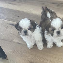 Shih Tzus from Snowhisper Shih Tzu