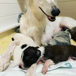 Silken Windhound Puppies from Regalant Silken Windhounds