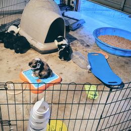 Dalmatian and Shih Tzu Puppies from Mountain Pass Barn