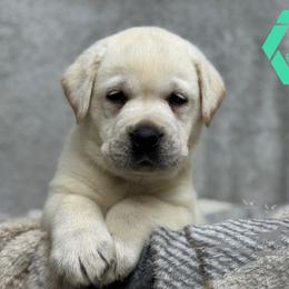 Teal collar male - Yellow male Labrador Retriever puppy in Beaverdam, Virginia from Riverside Sunset Labrador Retrievers