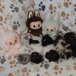 Pomeranian puppies from BL Poms Heaven