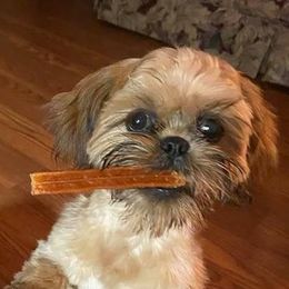 Shih Tzus from Donna Wilder's Shih Tzus
