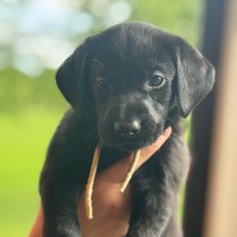 White Collar - Black female Labrador Retriever puppy in Winchester, Kentucky from Bourbon Country Retrievers