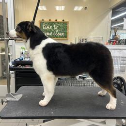 Aphrodite - Australian Shepherd