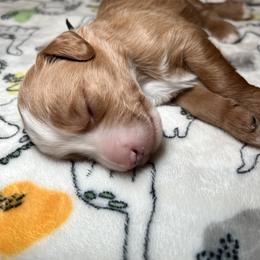 Bernedoodle and Goldendoodle Puppies from CocoLove Doodles